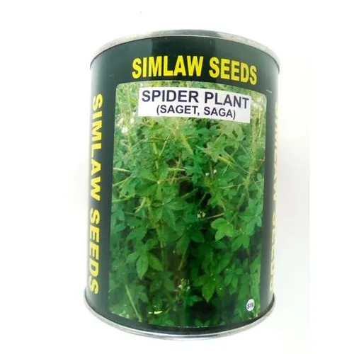 SAGET (SPIDER PLANT) 100GM SIM